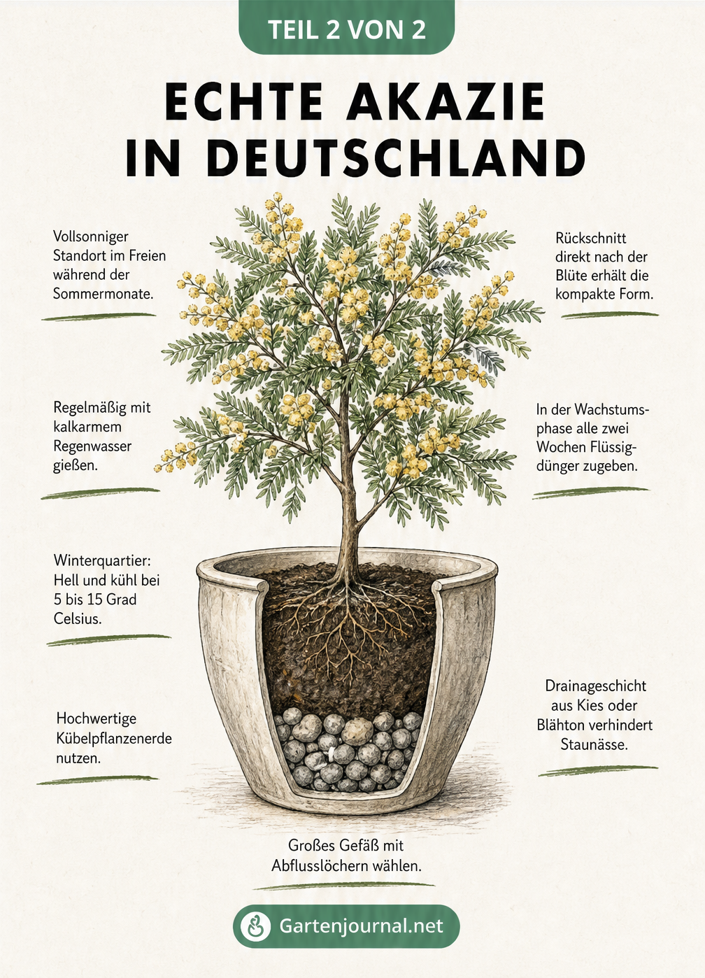 Illustration einer echten Akazie im Pflanzkübel mit Tipps zu Standort, Pflege und Überwinterung