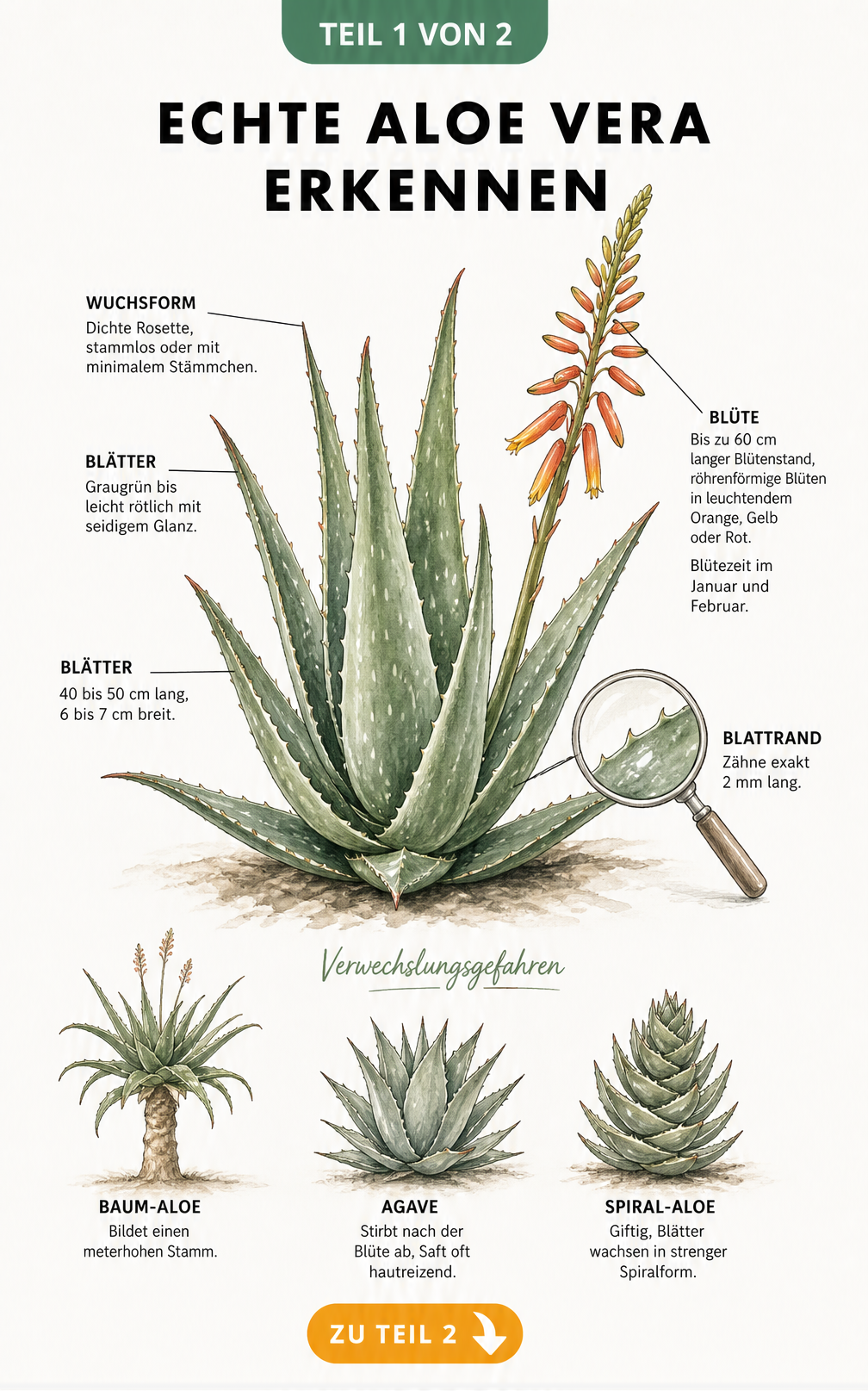 Botanische Illustration der Echten Aloe Vera mit Details zu Blättern, Blüten und Verwechslungskandidaten wie Agave und Baum-Aloe
