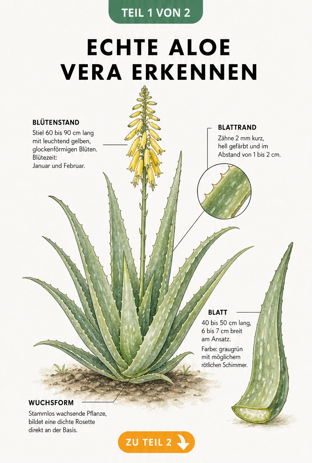 Botanische Illustration der Echten Aloe Vera mit detaillierten Merkmalen wie Blattmaßen, Zähnen und gelben Blüten