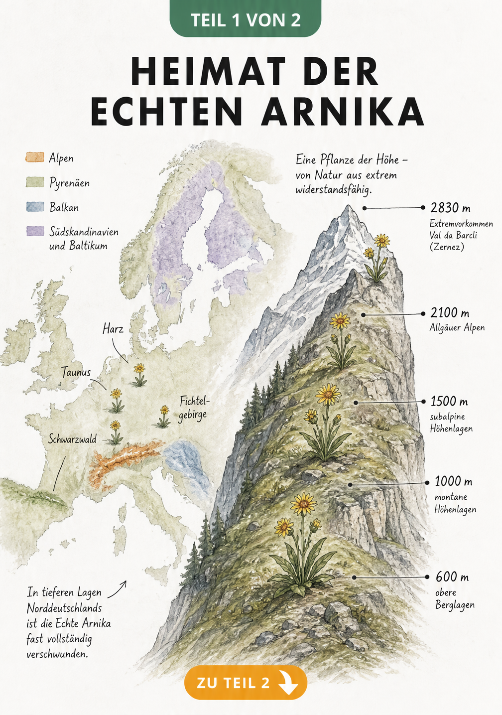 Europakarte und Höhenprofil zeigen die Verbreitung der Echten Arnika in Gebirgsregionen