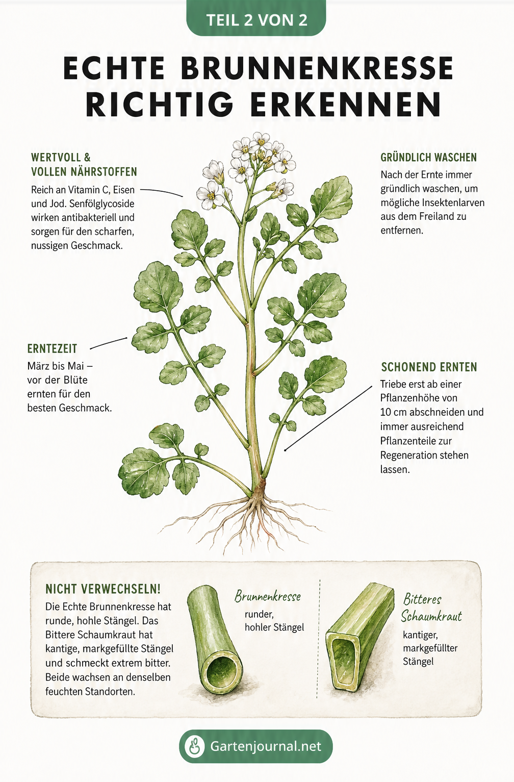 Botanische Illustration der Echten Brunnenkresse mit Erntehinweisen und Unterscheidungsmerkmalen zum Bitteren Schaumkraut