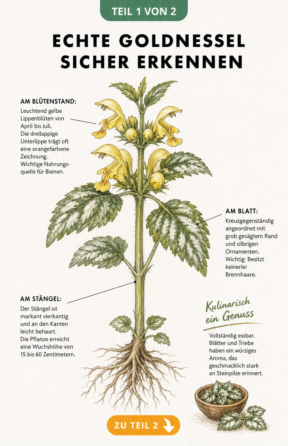Botanische Illustration der Echten Goldnessel mit Wurzel, Stängel, Blättern und gelben Blüten