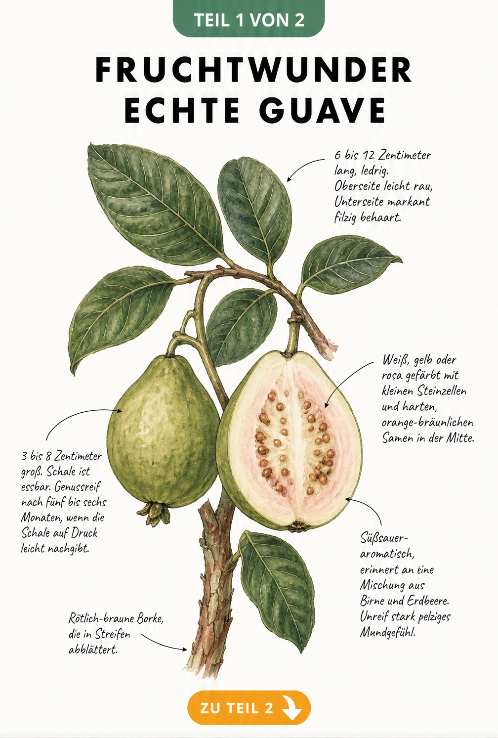 Botanische Illustration der Echten Guave mit Zweig, Blättern, ganzer und halbierter Frucht sowie Notizen zu Geschmack und Ernte.