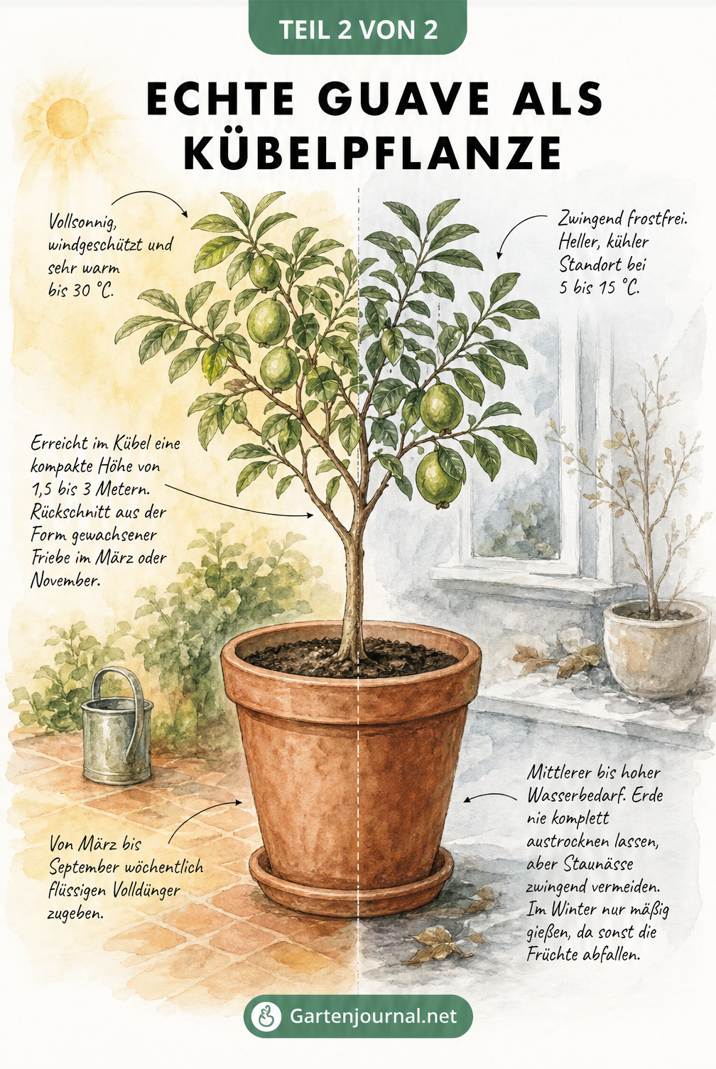 Illustration einer Echten Guave im Kübel, aufgeteilt in Sommer- und Winterbedingungen mit Hinweisen zu Standort, Gießen und Düngen.