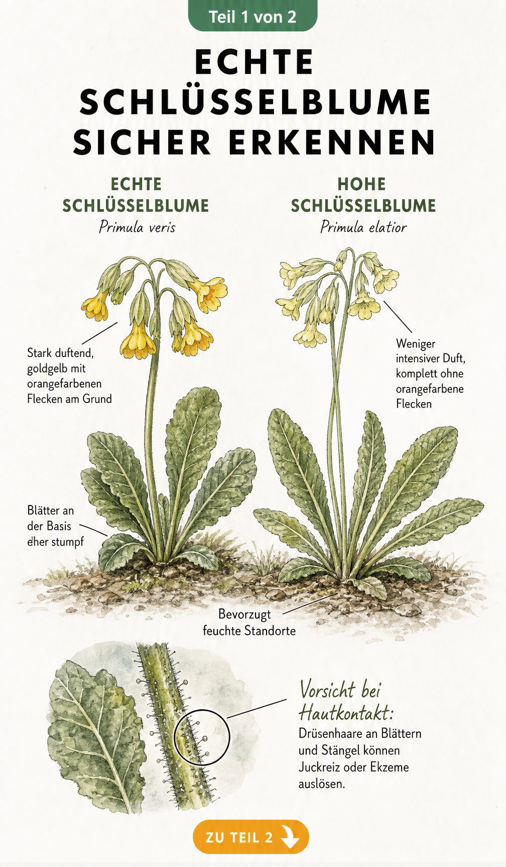 Botanische Illustration der Echten und Hohen Schlüsselblume mit Unterscheidungsmerkmalen