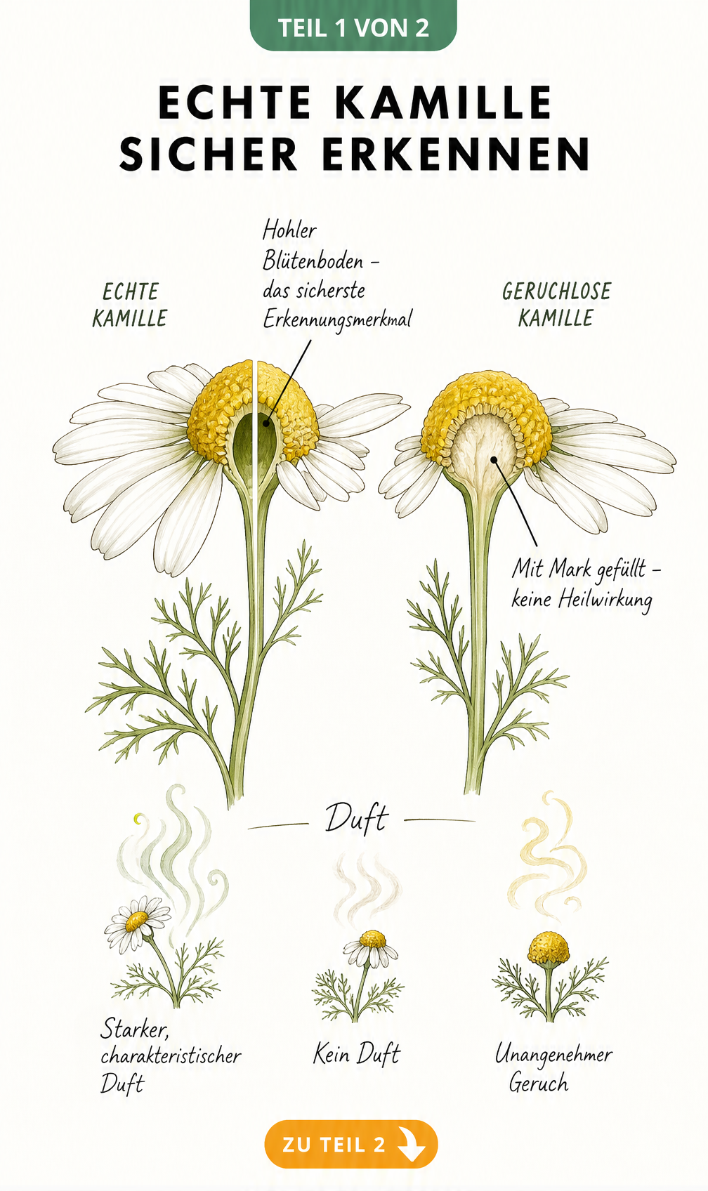 Botanische Zeichnung der Echten Kamille im Querschnitt mit hohlem Blütenboden im Vergleich zur Geruchlosen Kamille