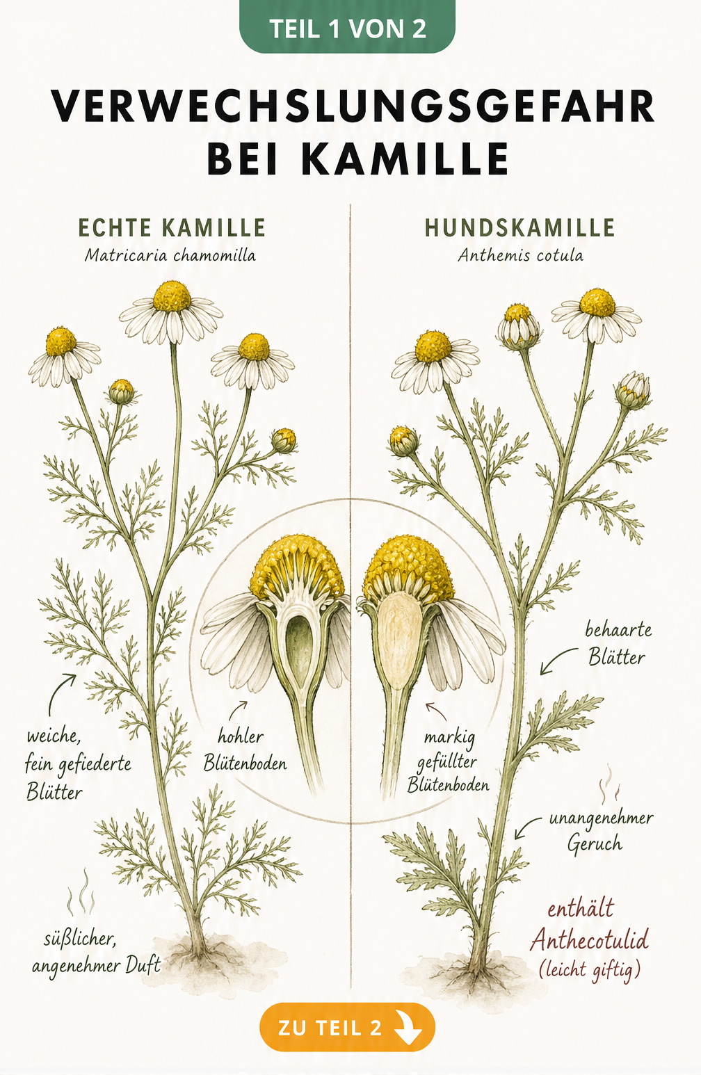 Botanische Gegenüberstellung von Echter Kamille und Hundskamille mit hohlem und gefülltem Blütenboden