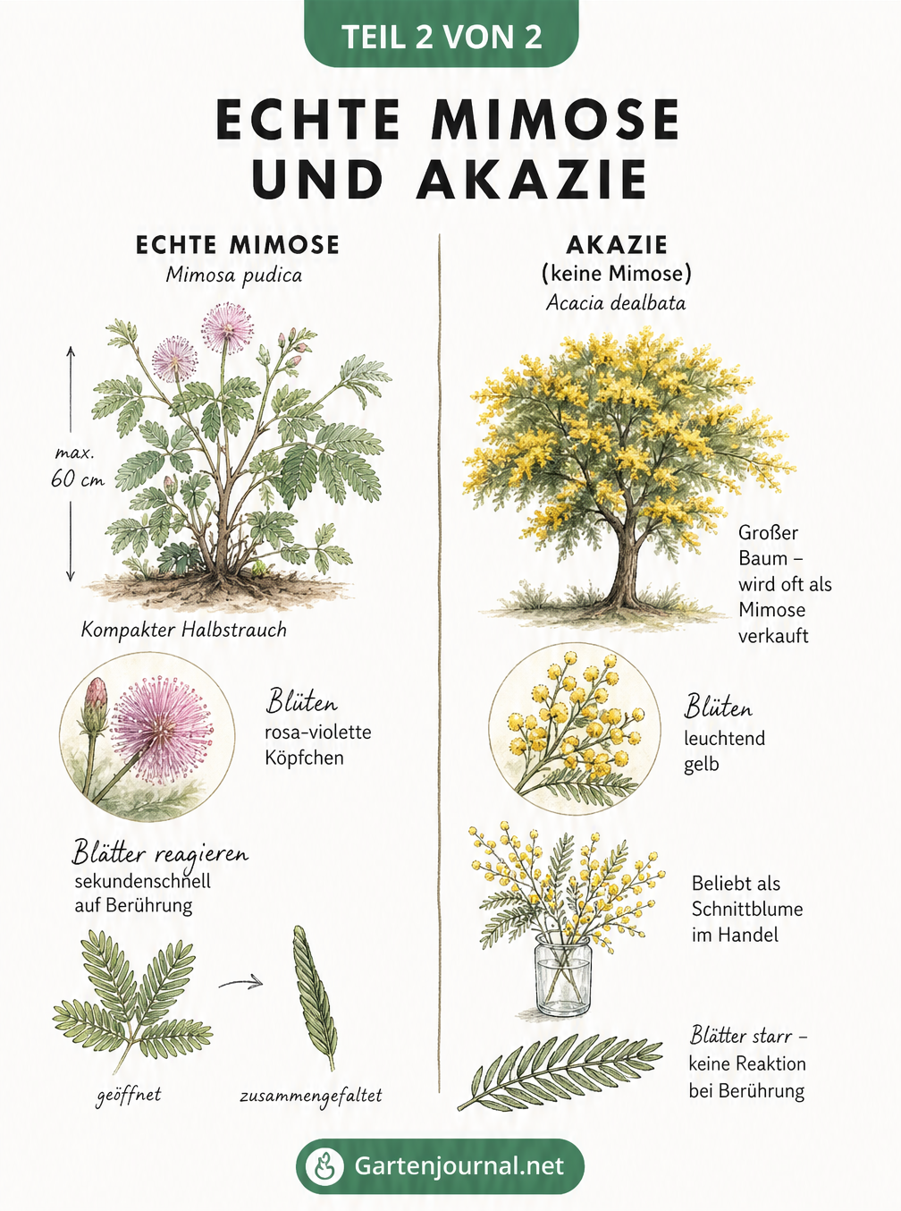 Gegenüberstellung der echten Mimose als kleiner Halbstrauch mit rosa Blüten und klappbaren Blättern im Vergleich zur Akazie als Baum mit gelben Blüten und...