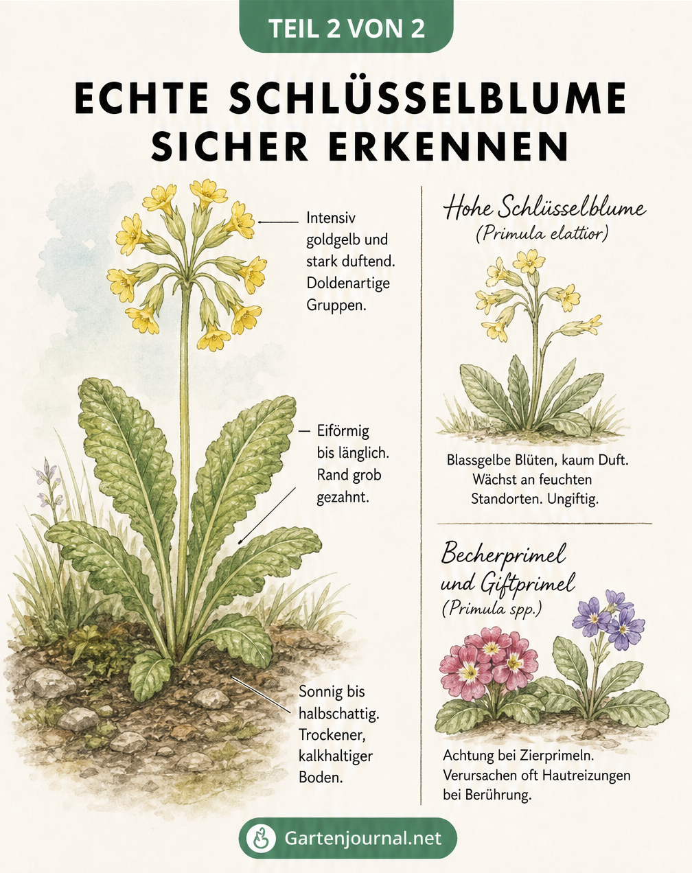 Gegenüberstellung der Echten Schlüsselblume mit Verwechslungsgefahren wie der Hohen Schlüsselblume und Zierprimeln.