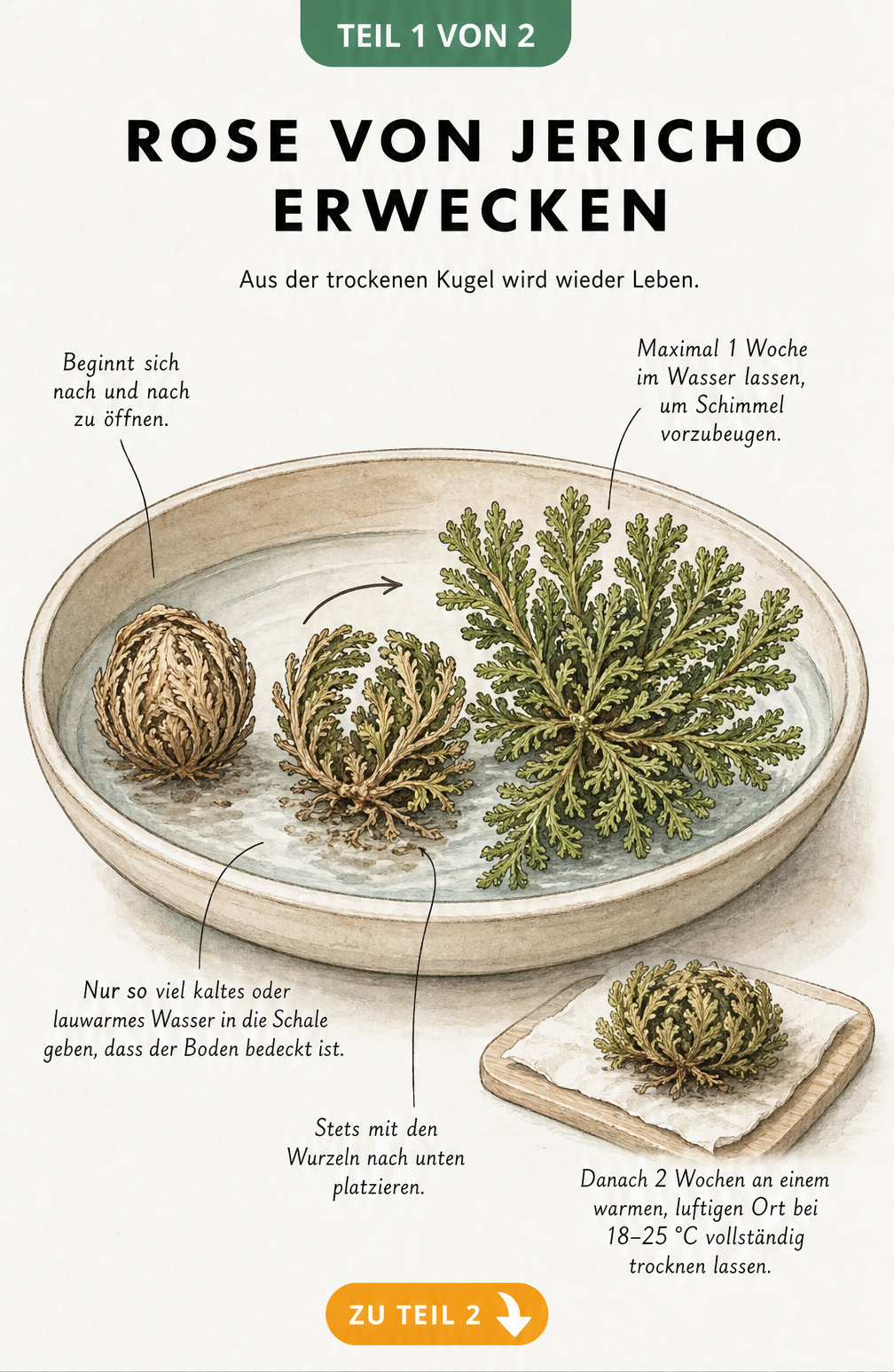 Vergleich der echten und unechten Rose von Jericho mit botanischen Illustrationen und Herkunftsangaben