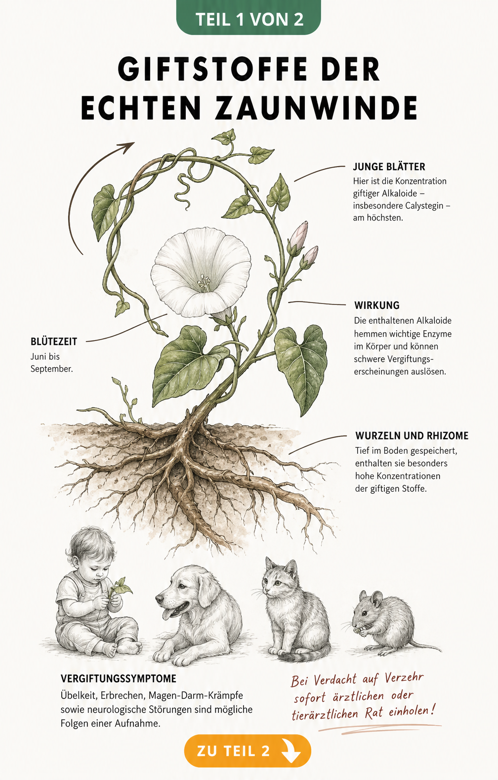 Botanische Illustration der Echten Zaunwinde mit Hinweisen auf giftige Pflanzenteile und Vergiftungssymptome bei Mensch und Tier