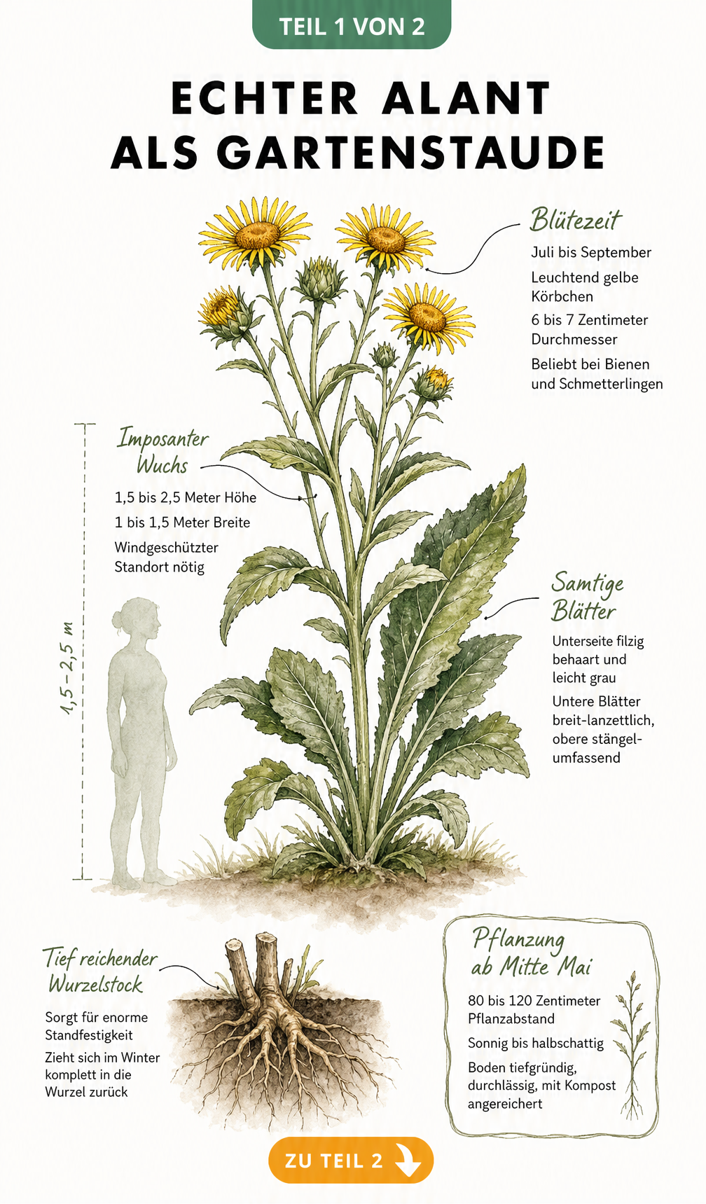 Botanische Illustration des Echten Alants mit Details zu Blüte, Wuchs, Blättern und Wurzelstock