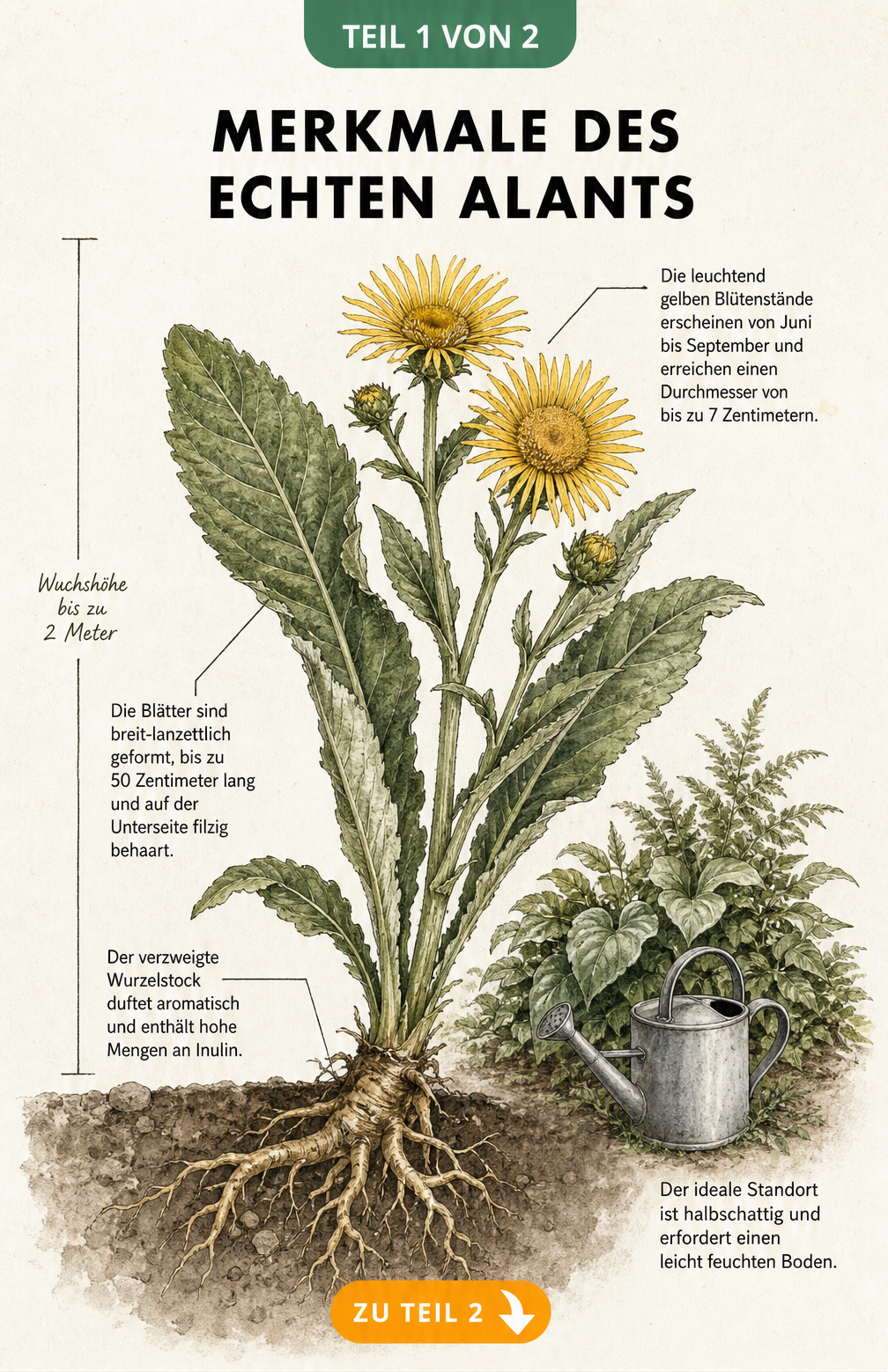 Botanische Illustration des Echten Alants mit Details zu Blüten, Blättern und Wurzelstock