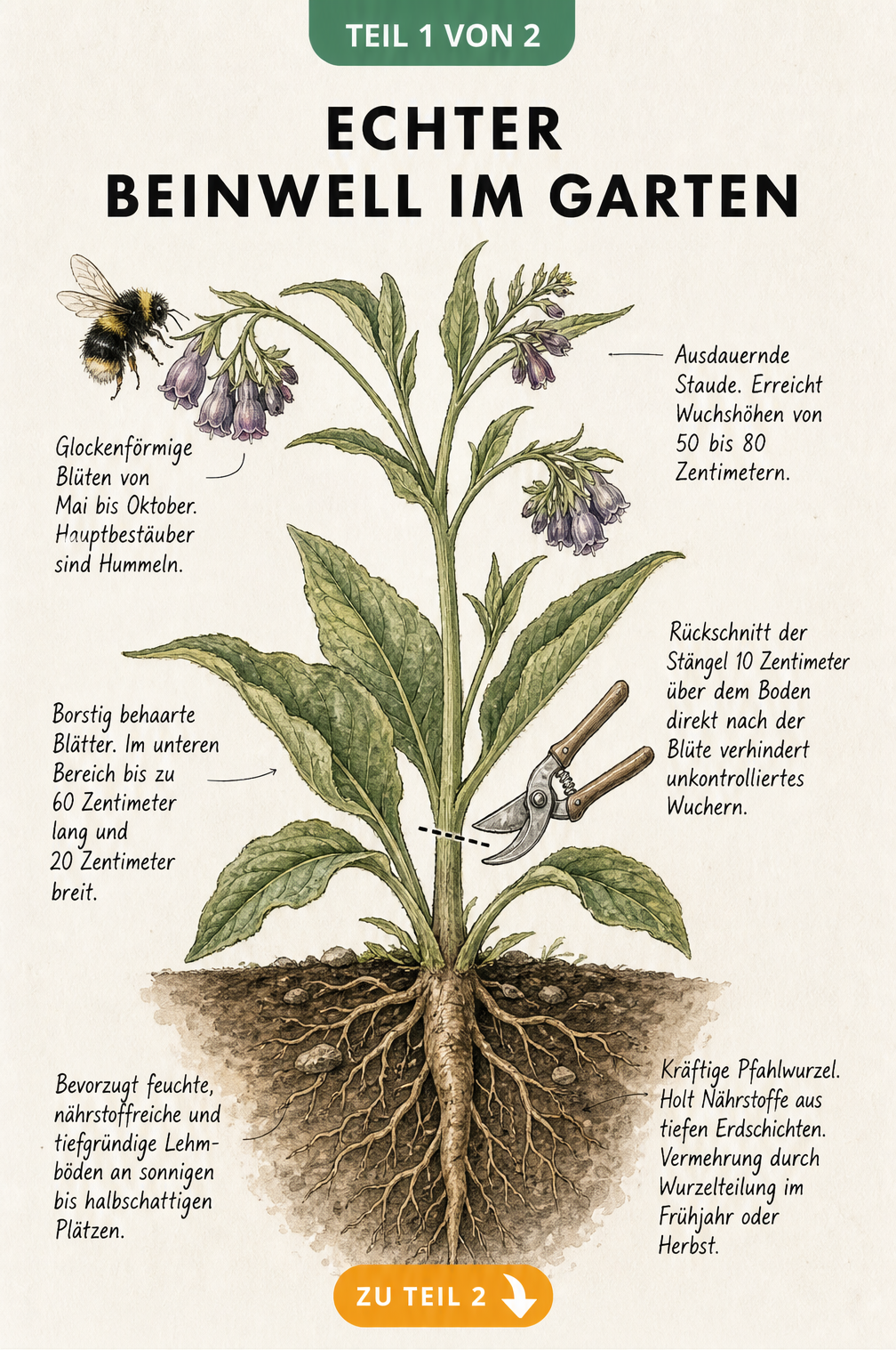 Botanische Illustration des Echten Beinwells mit Blüten, Blättern und tiefem Wurzelwerk