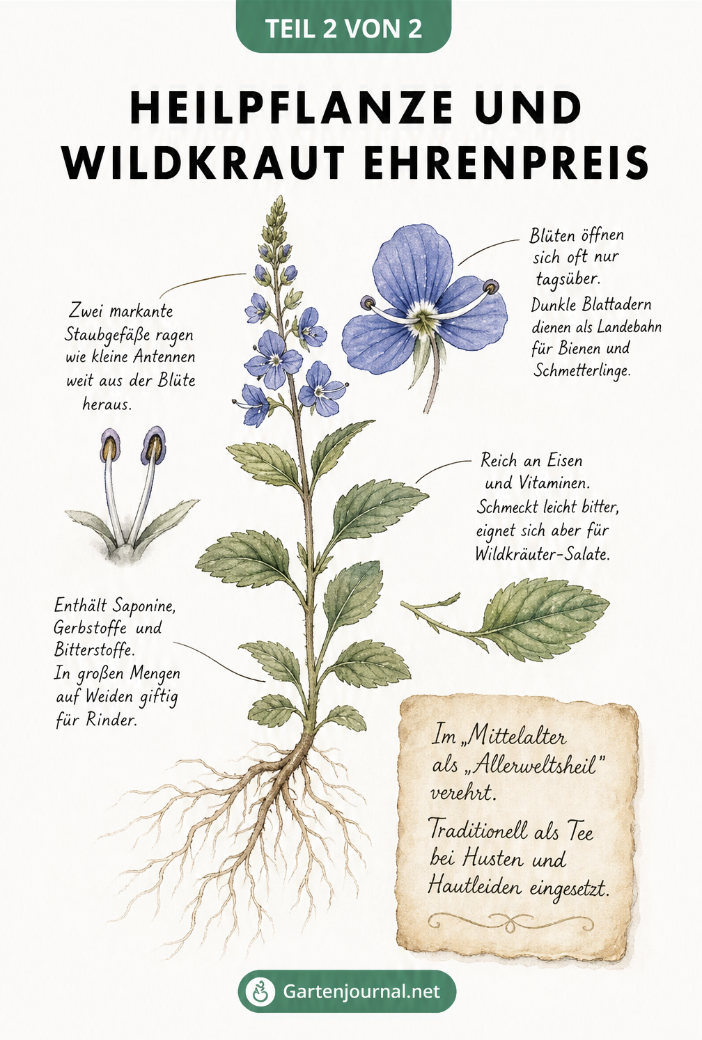 Detaillierte botanische Illustration des Echten Ehrenpreises mit Wurzel, Stängel, Blättern und Blüten sowie Fakten zur Nutzung als Heilpflanze und...
