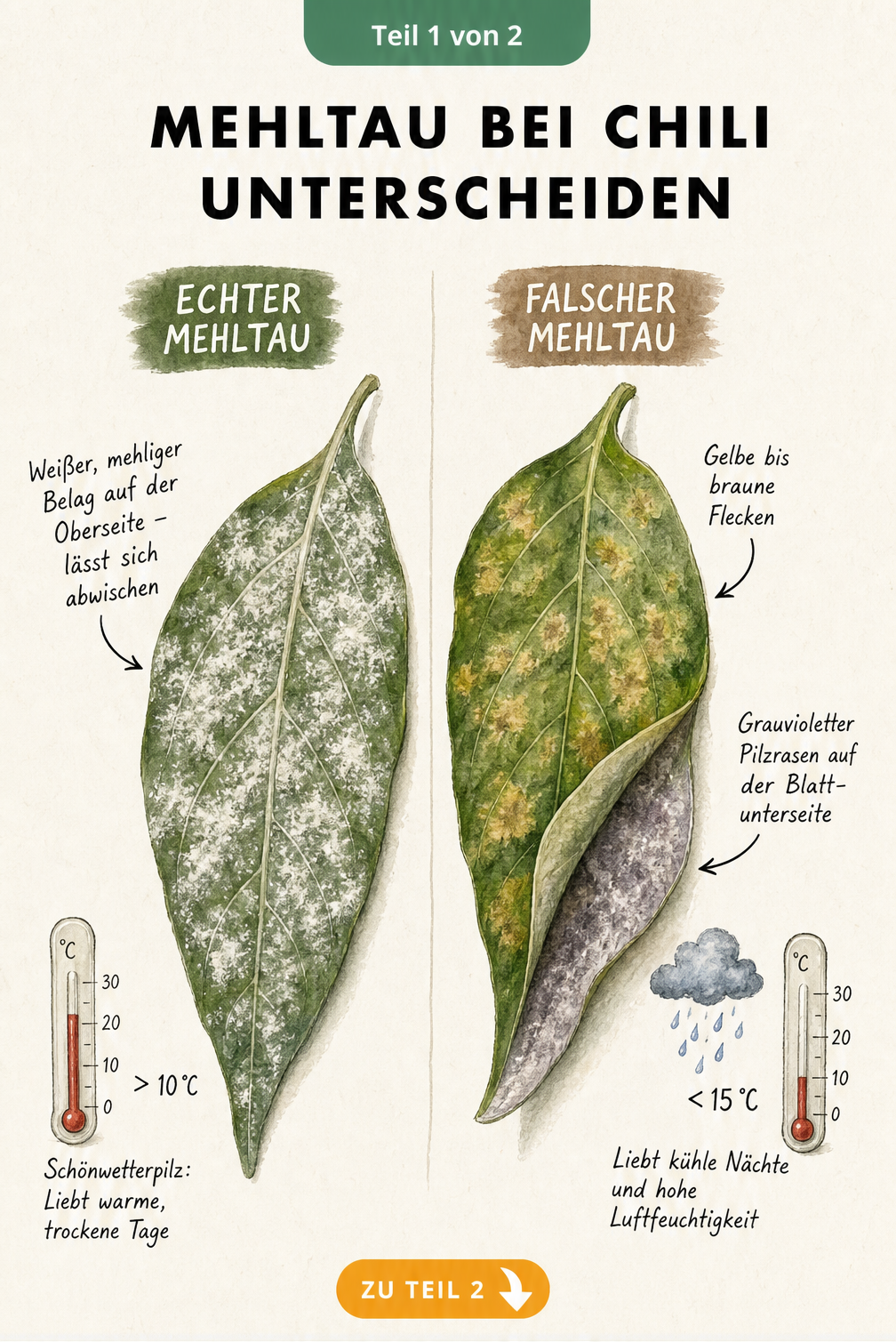 Illustration von zwei Chili-Blättern, die die Unterschiede zwischen Echtem und Falschem Mehltau zeigen, inklusive Symptomen und Wettervorlieben.