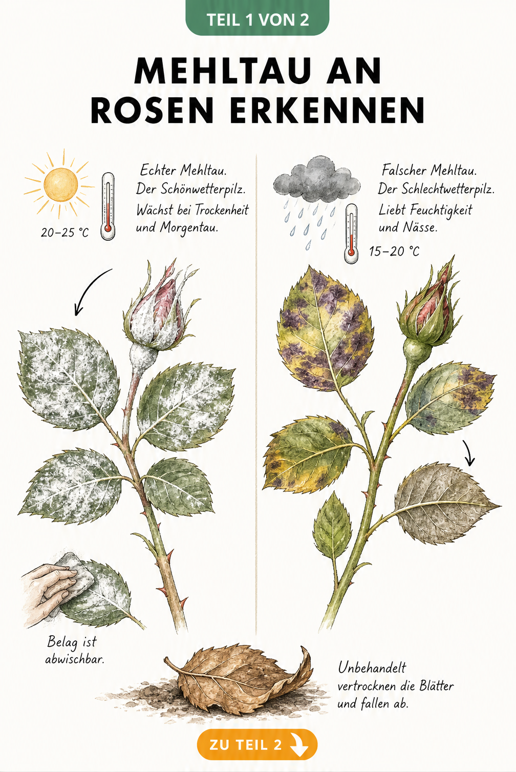 Botanische Illustration von echtem und falschem Mehltau an Rosen mit Temperaturangaben und Schadbildern