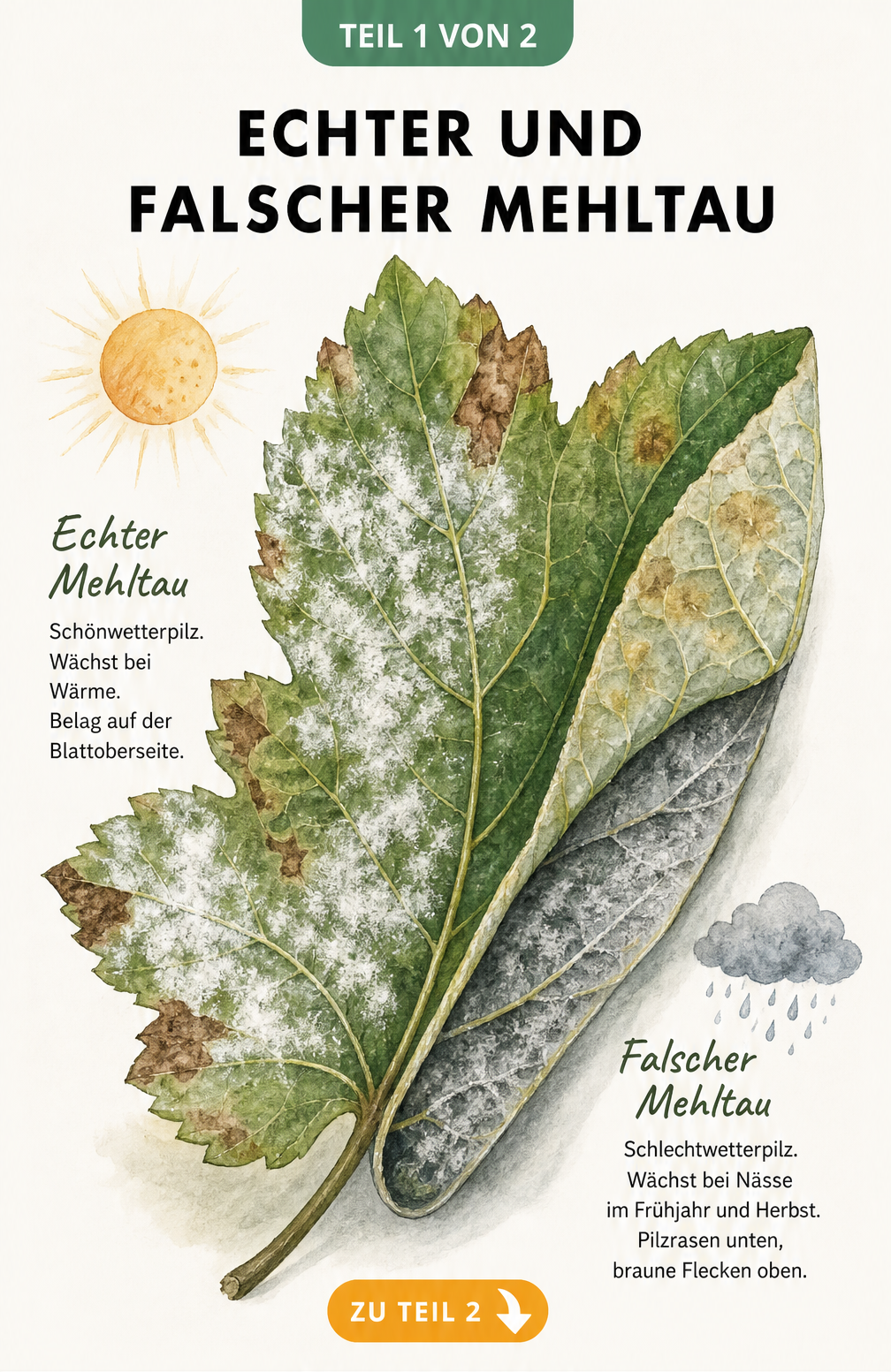 Botanische Illustration eines Laubblattes, das die Unterschiede zwischen echtem und falschem Mehltau zeigt