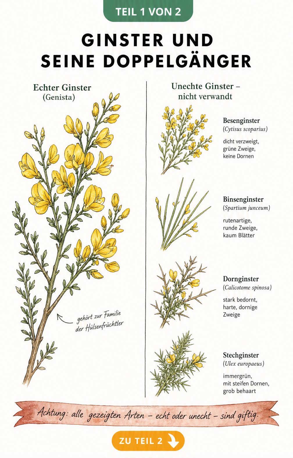 Botanische Illustration von echtem Ginster und vier unechten Ginsterarten wie Besenginster und Stechginster