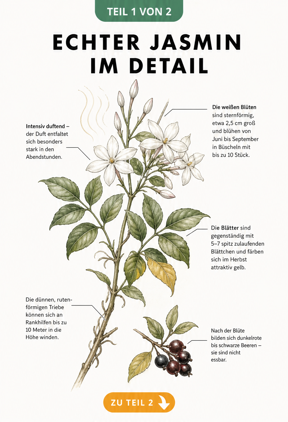 Botanische Illustration des Echten Jasmins mit Details zu Blüten, Blättern und Wuchs