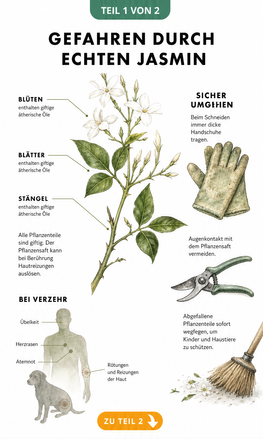 Botanische Illustration eines Echten Jasmins mit Hinweisen zu giftigen Pflanzenteilen und Symptomen bei Verzehr