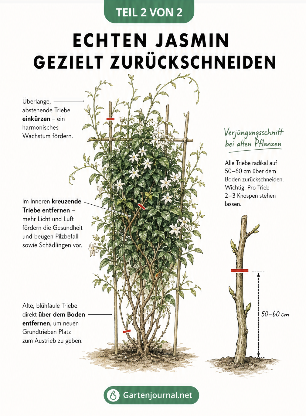 Zeichnung eines Echten Jasmins mit Markierungen für den gezielten Rückschnitt