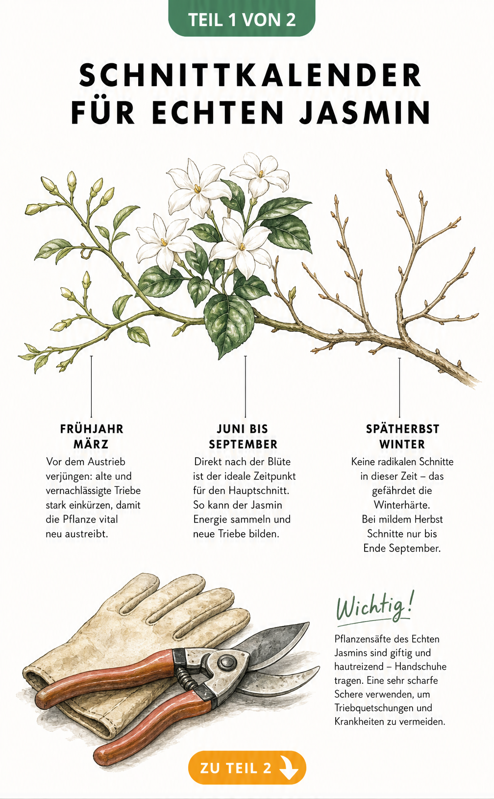 Schnittkalender für Echten Jasmin mit gezeichnetem Zweig in verschiedenen Jahreszeiten