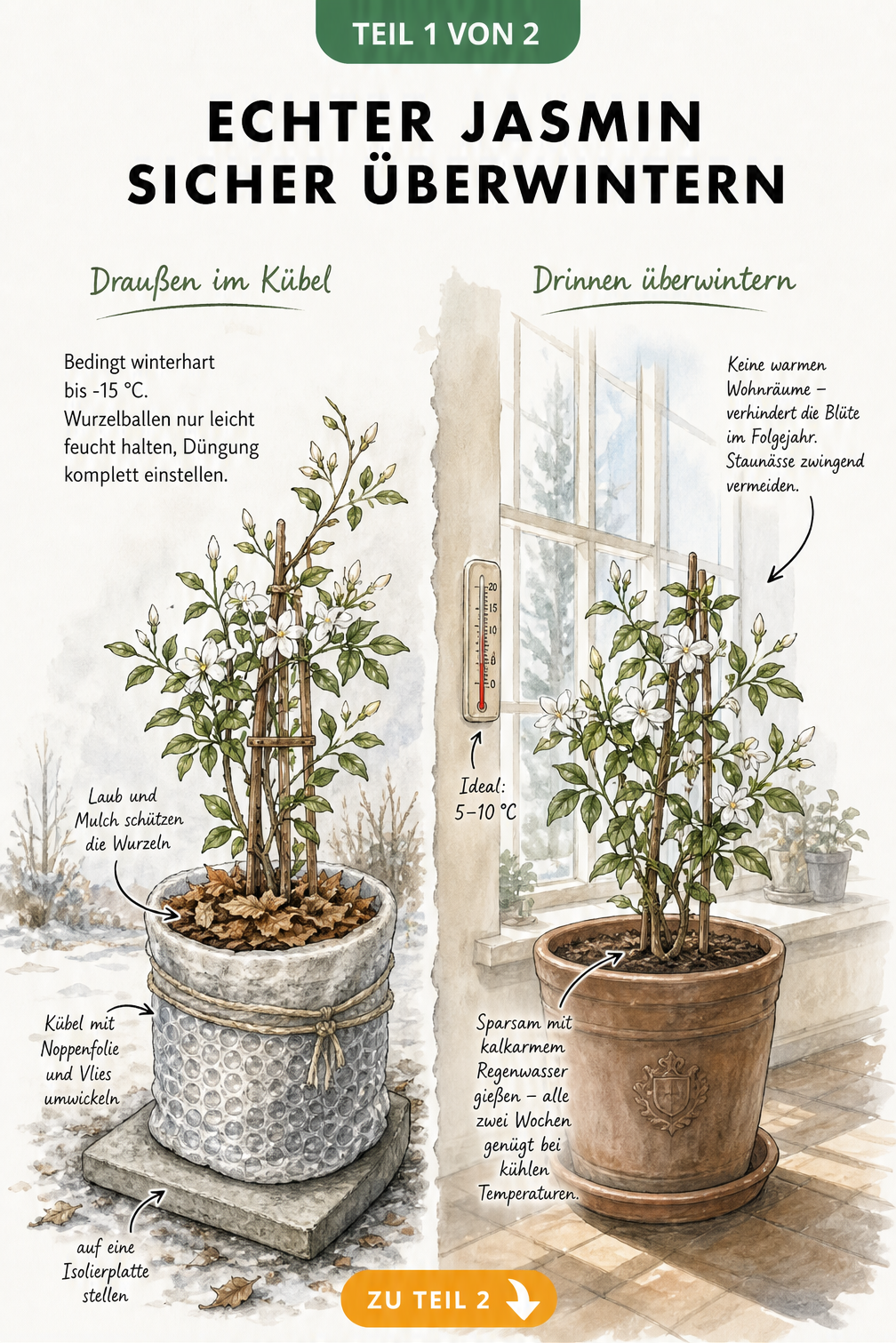 Illustration zweier Überwinterungsmethoden für den Echten Jasmin im Kübel: draußen mit Frostschutz und drinnen im kühlen Winterquartier.