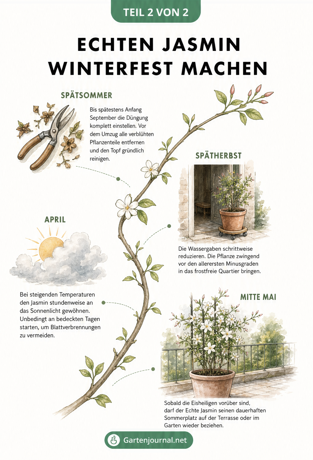 Zeitachse in Form eines Jasmin-Astes mit den wichtigsten Pflegeschritten vom Spätsommer bis zum Frühling