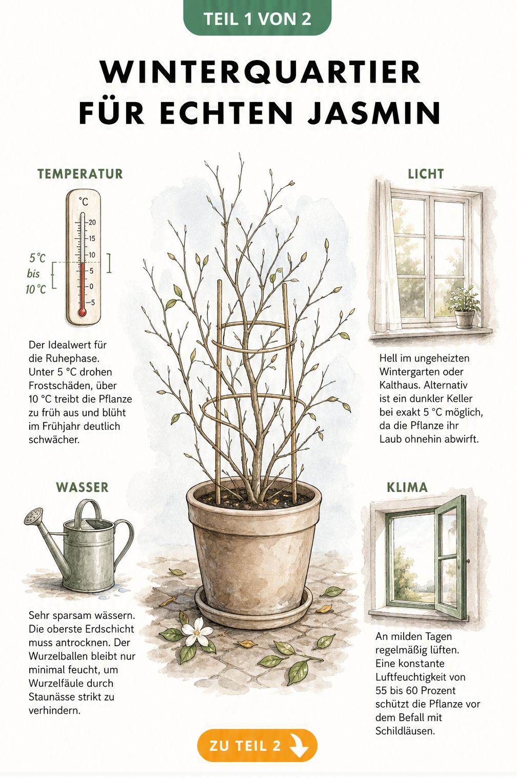 Illustration eines Echten Jasmins im Kübel mit Hinweisen zu Temperatur, Licht, Wasser und Klima für das Winterquartier