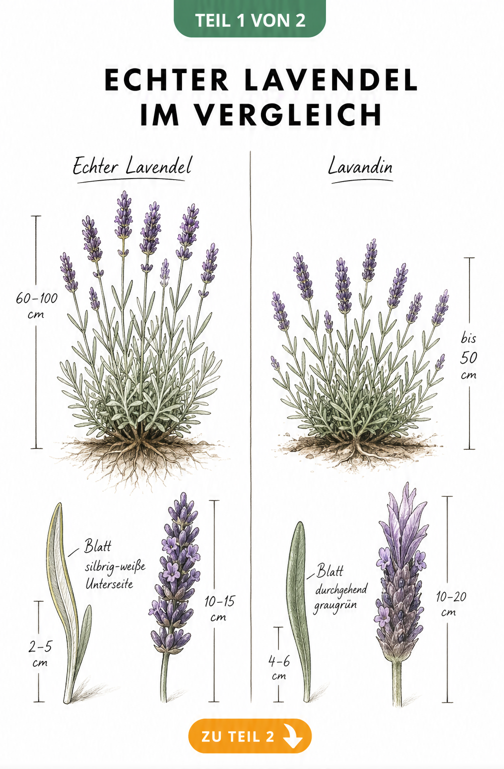 Botanische Illustration: Vergleich von Echtem Lavendel und Lavandin mit Wuchshöhe, Blättern und Blüten