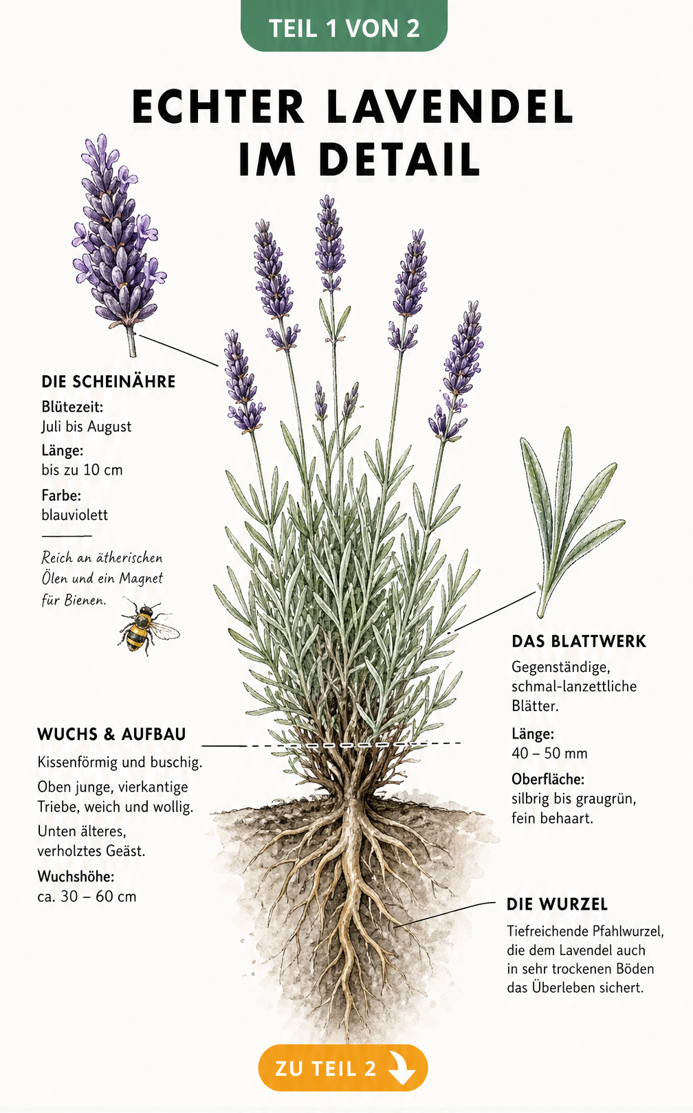 Botanische Illustration des Echten Lavendels mit Details zu Blüten, Blättern, Wuchs und Pfahlwurzel