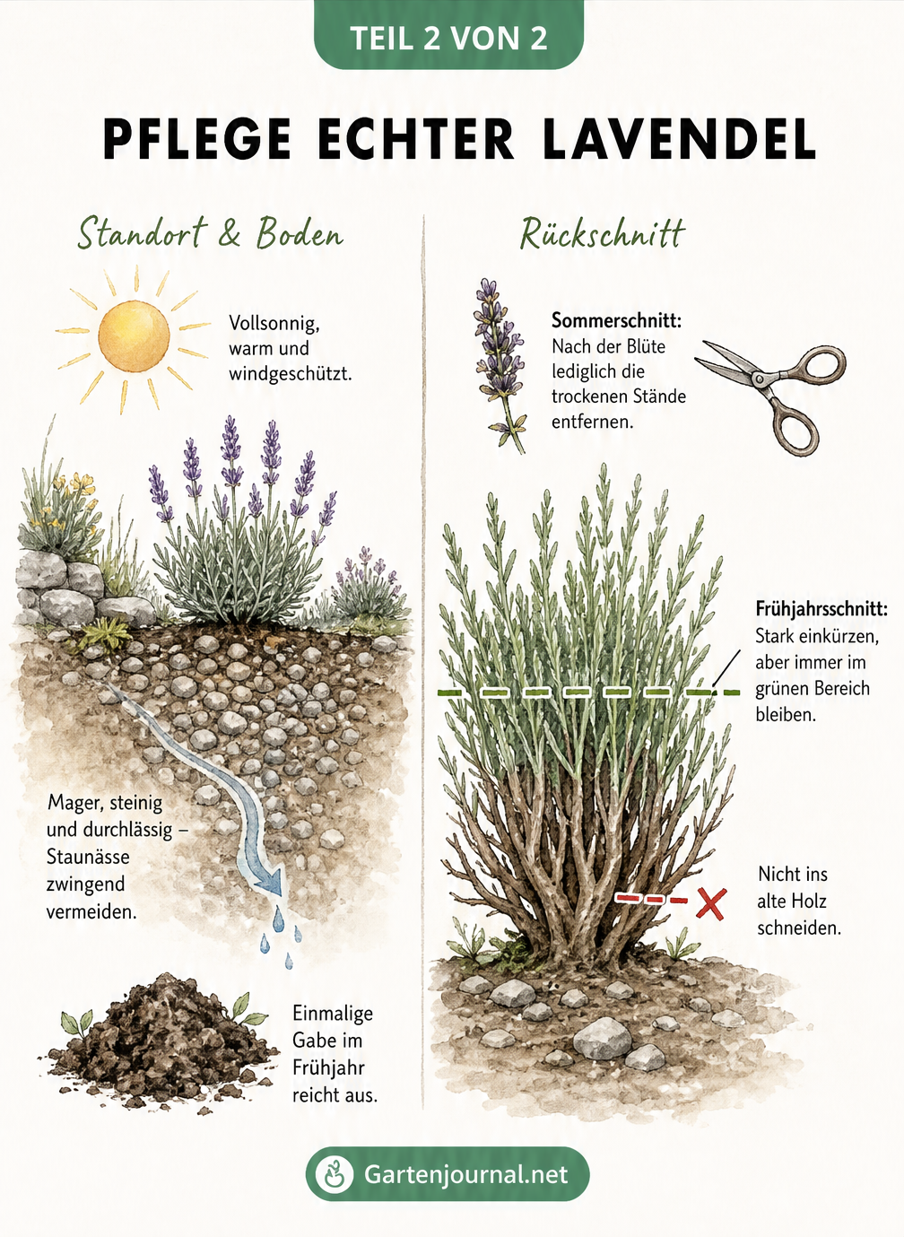 Illustration zur Pflege von Echtem Lavendel mit Tipps zu Standort, Boden und dem richtigen Rückschnitt
