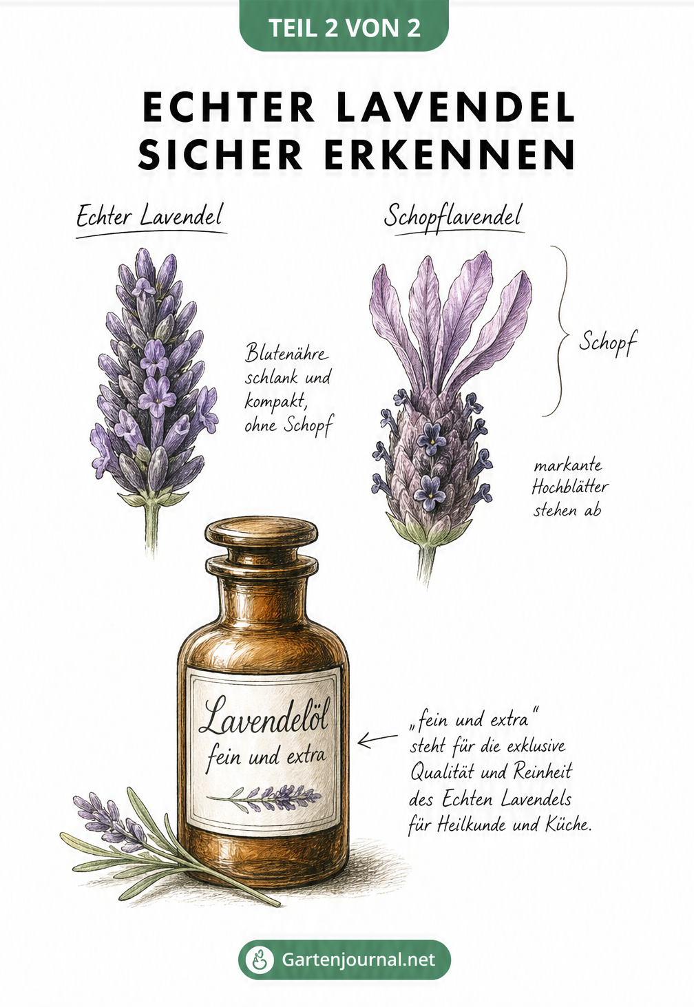 Illustration: Blüte von Echtem Lavendel und Schopflavendel im Vergleich sowie eine Flasche Lavendelöl