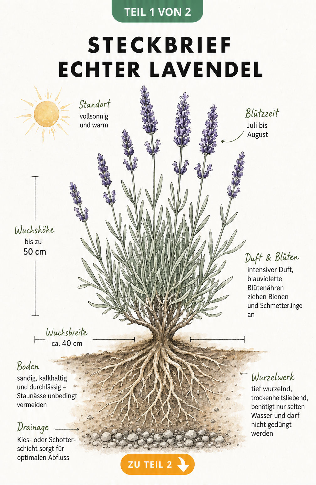 Botanische Illustration des Echten Lavendels mit Wurzeln, Blüten und Maßangaben zu Wuchshöhe und Breite