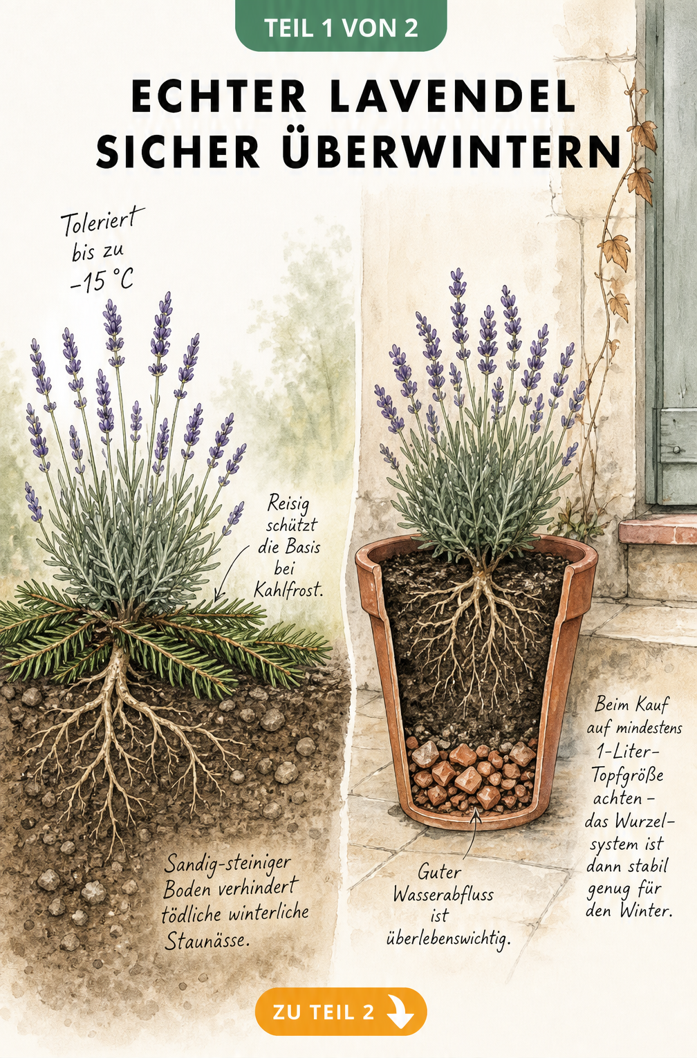 Botanische Querschnitt-Illustration von Echtem Lavendel im Gartenbeet und im Kübel mit Tipps zur Überwinterung