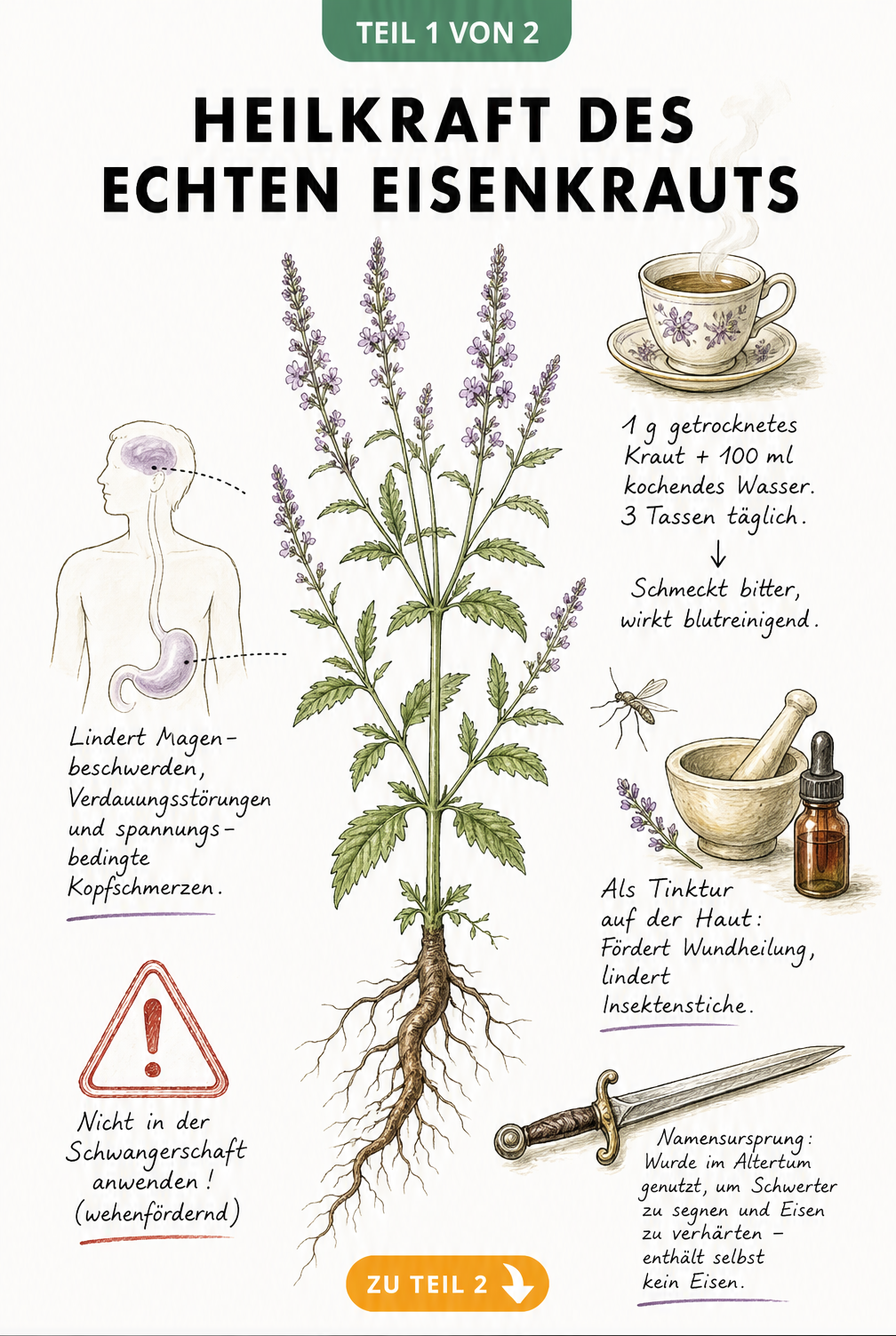 Botanische Illustration des Echten Eisenkrauts mit Details zu Heilwirkung, Tee-Rezeptur und Anwendung bei Magenbeschwerden.