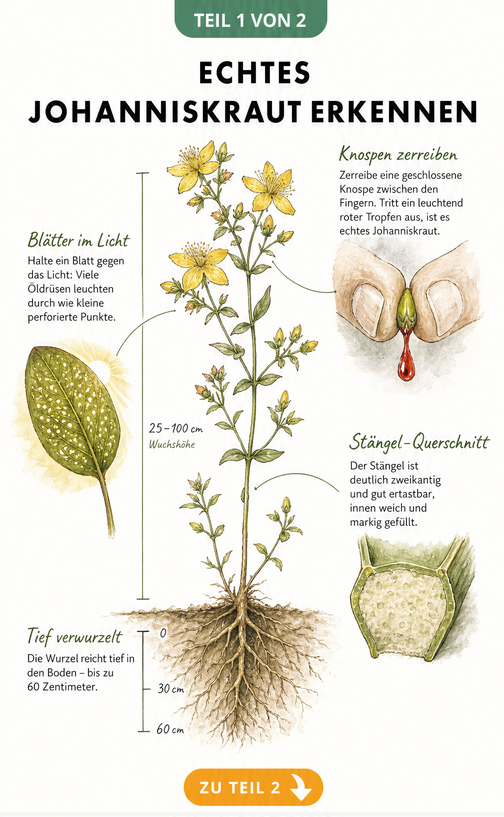 Botanische Illustration von Echtem Johanniskraut mit Details zu Blüten, Blättern, Stängel und Wurzeln