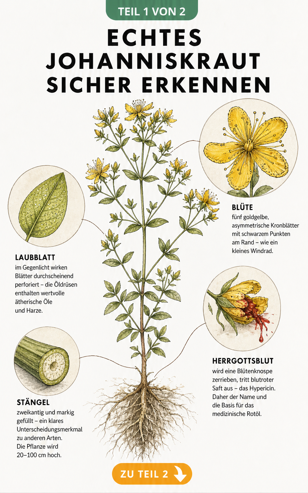 Botanische Illustration des Echten Johanniskrauts mit Details zu Blüte, Blatt und Stängel
