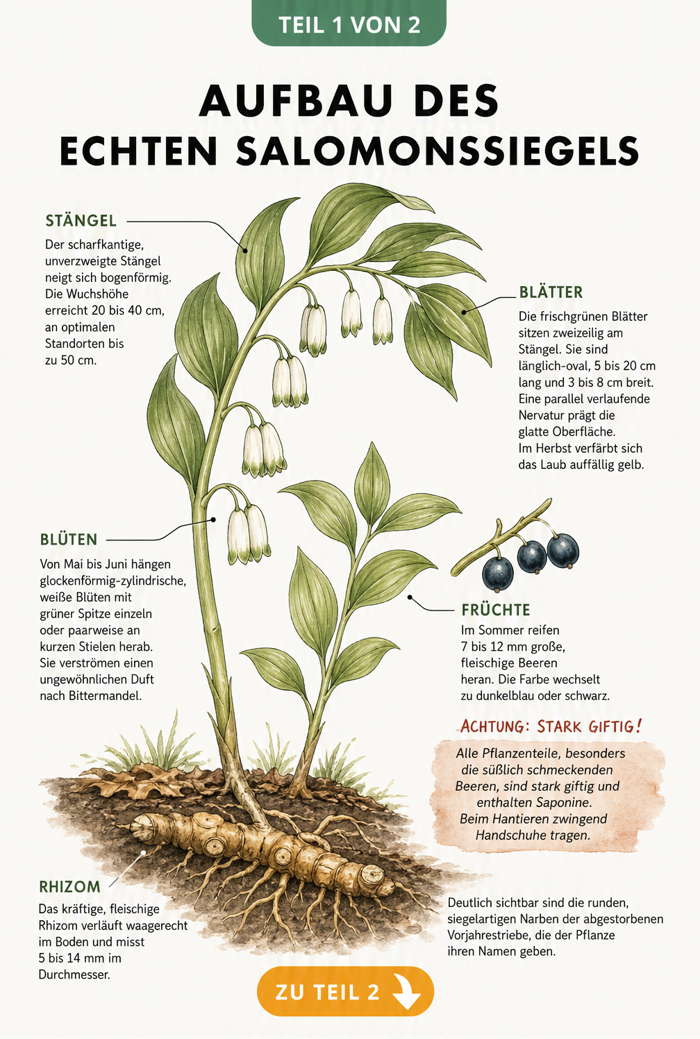 Botanische Illustration des Echten Salomonssiegels mit Details zu Wuchs, Blättern, Blüten, giftigen Beeren und Rhizom