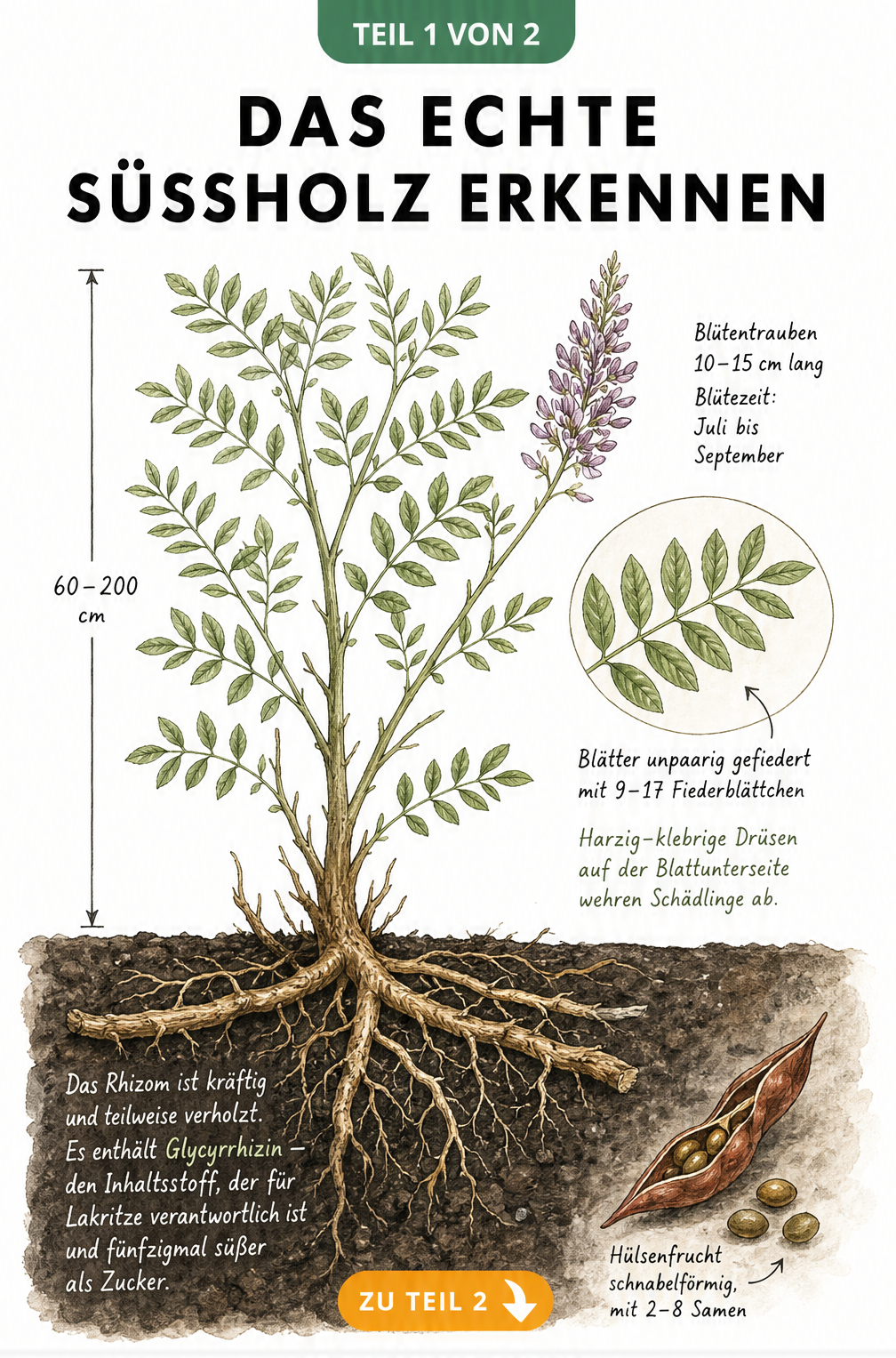 Botanische Illustration des Echten Süßholzes mit oberirdischen Pflanzenteilen, Blättern, Blüten und dem unterirdischen Rhizom