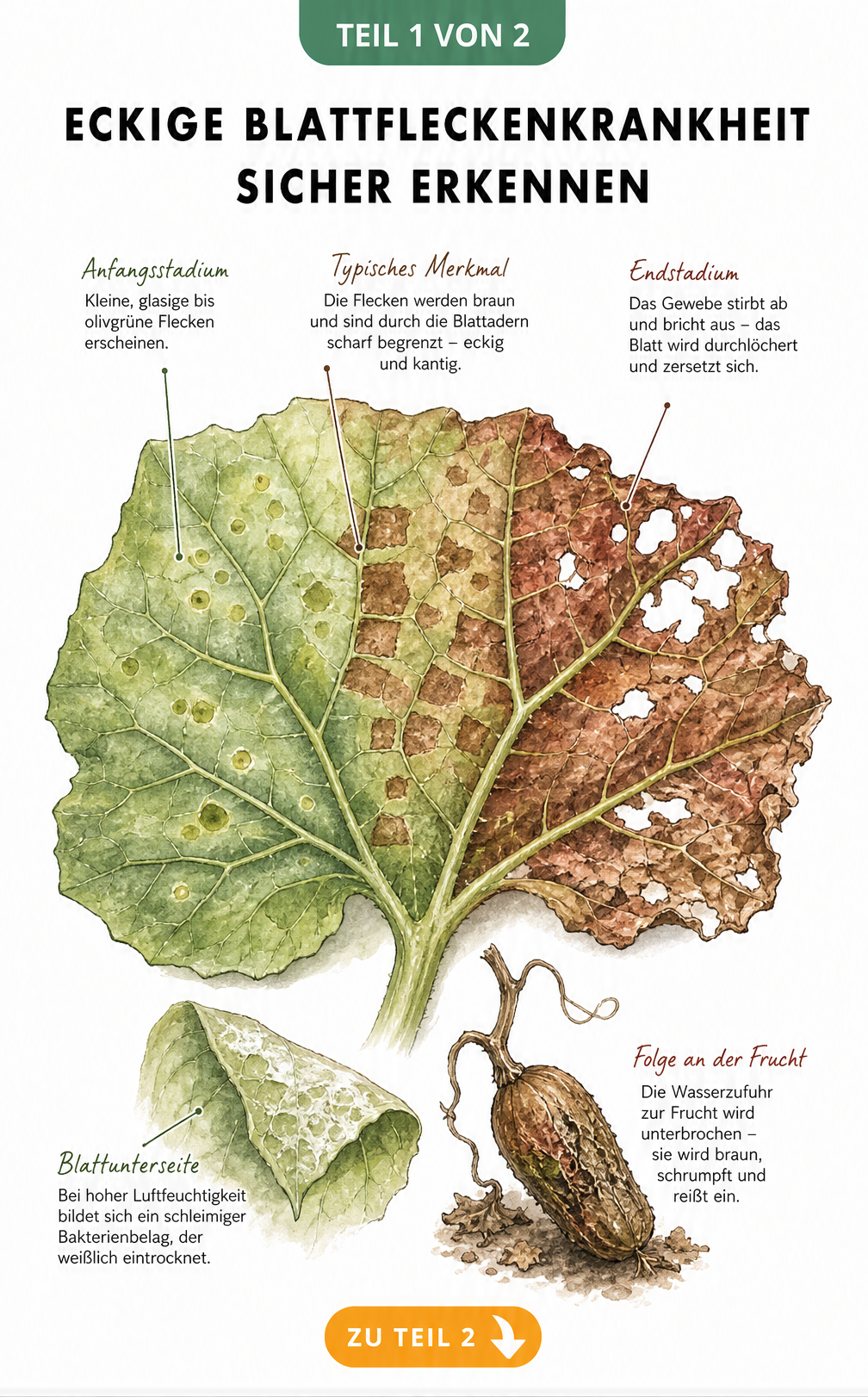 Botanische Illustration eines Laubblattes, das den Verlauf der eckigen Blattfleckenkrankheit von glasigen Flecken bis zu braunen, eckigen Nekrosen zeigt.