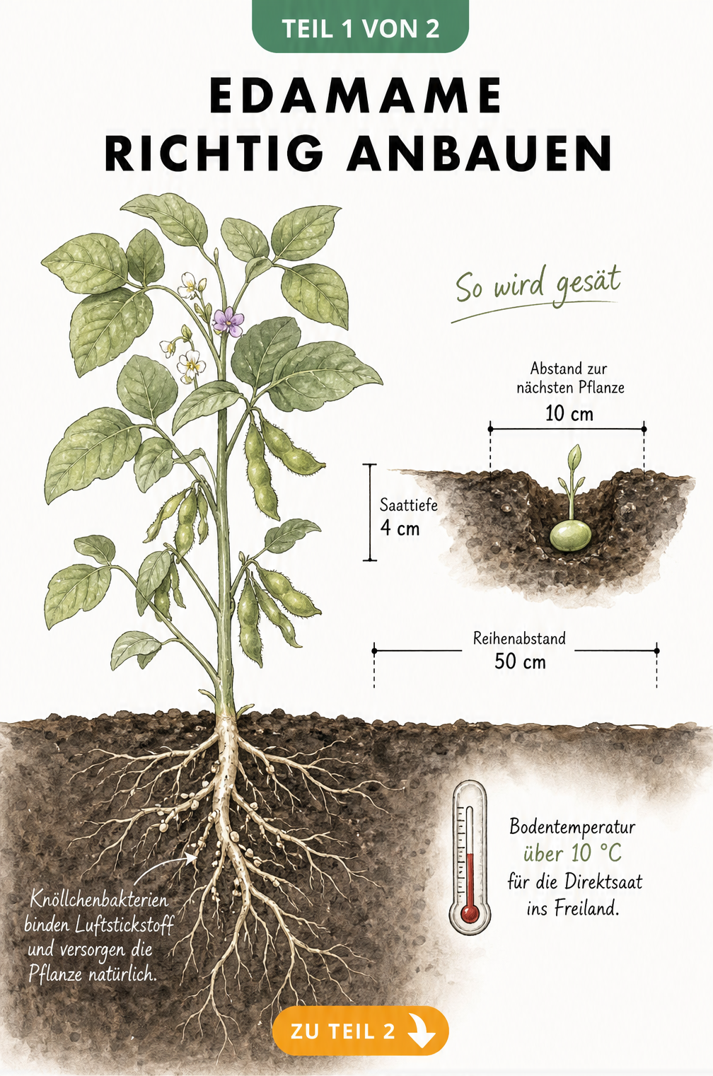 Botanische Querschnitt-Illustration einer Edamame-Pflanze mit Wurzelwerk, Knöllchenbakterien und Detailzeichnung zur Aussaat mit Pflanzabständen