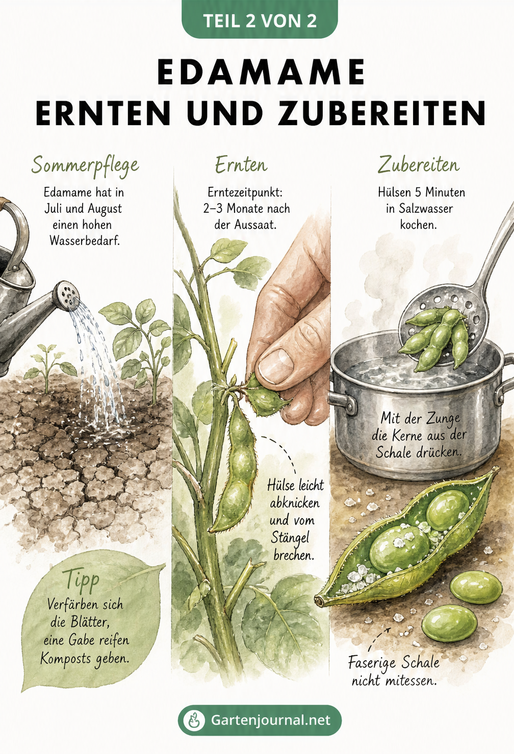 Dreigeteilte Illustration zur Edamame: Gießen im Sommer, Ernte der grünen Schoten und Zubereitung im Kochtopf