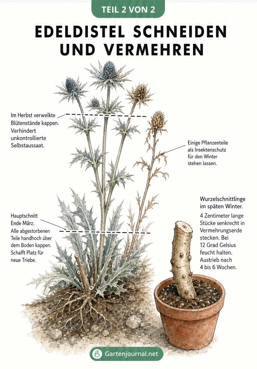 Illustration zum Schneiden und Vermehren der Edeldistel mit Schnittkanten an Blüten und Stängeln sowie einem Wurzelschnittling.