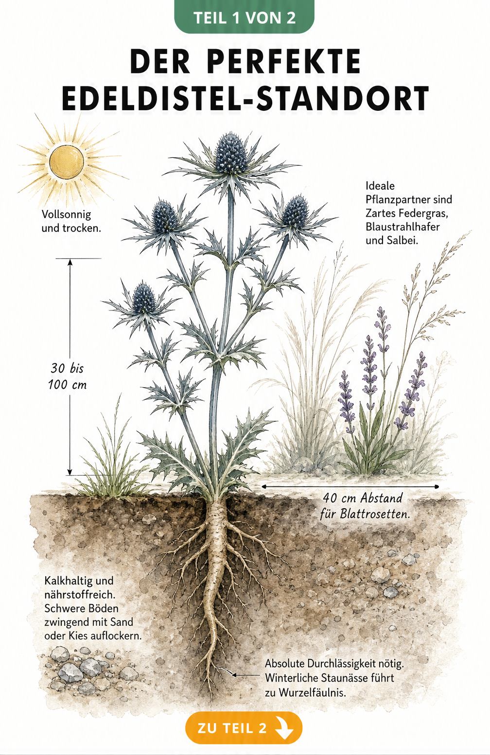 Botanische Illustration einer Edeldistel mit Querschnitt durch den Boden, der die Pfahlwurzel und den idealen Standort zeigt.