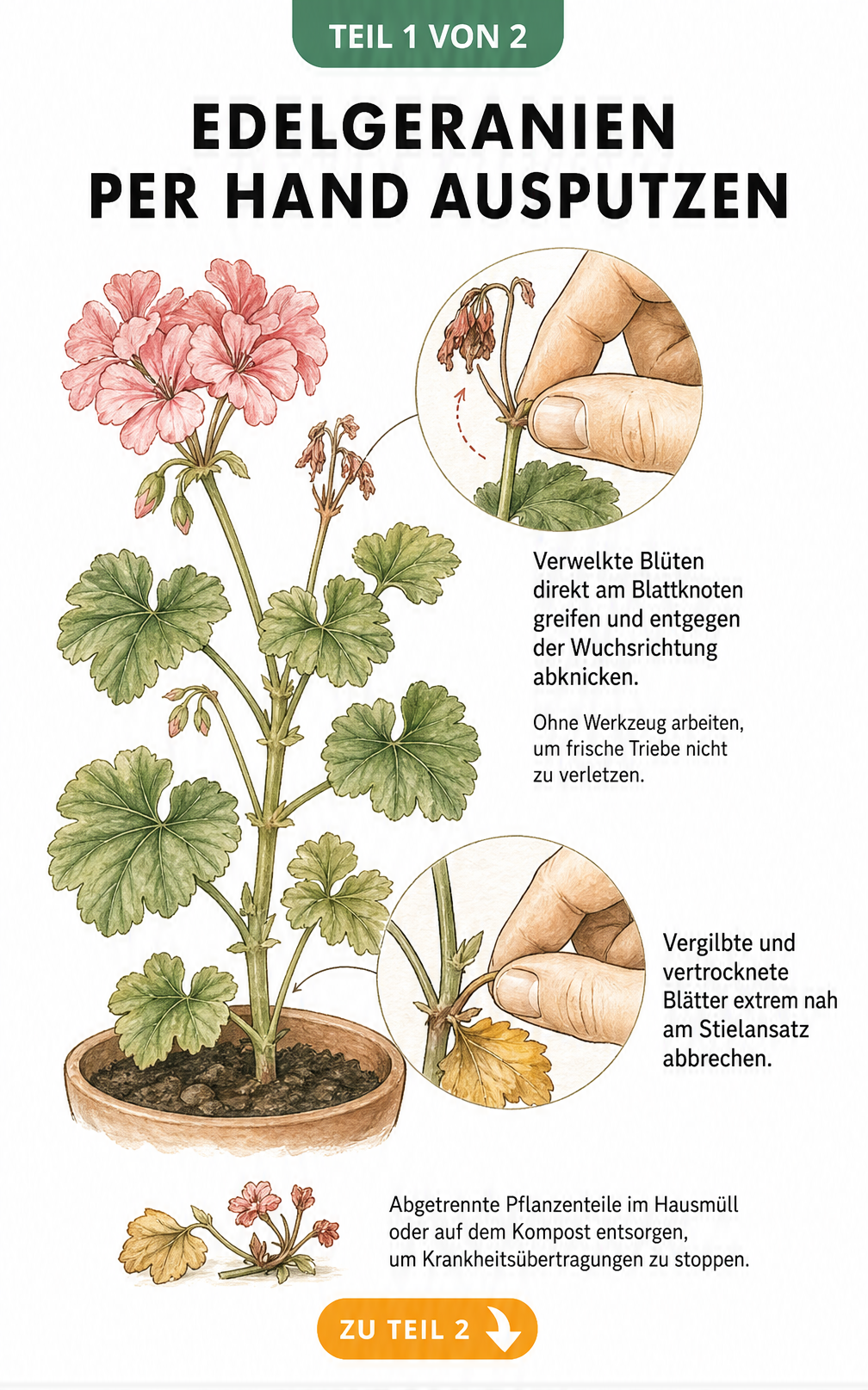 Botanische Illustration einer Edelgeranie, die zeigt, wie verwelkte Blüten und vergilbte Blätter per Hand abgeknickt werden.
