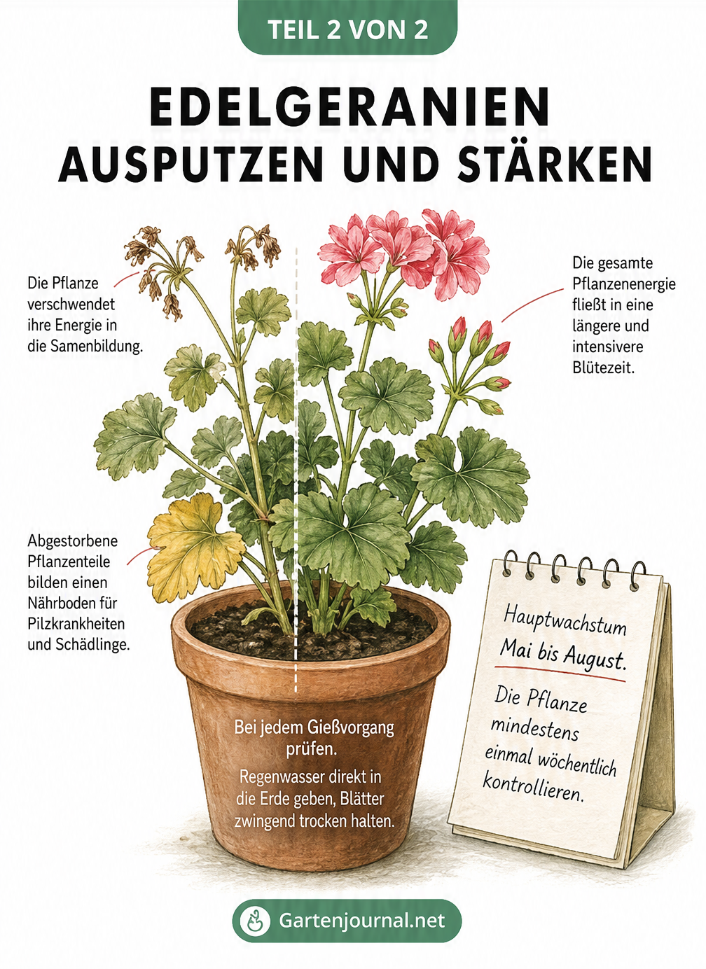 Illustration einer Edelgeranie im Topf, die den Unterschied zwischen einer gepflegten und einer vernachlässigten Pflanze zeigt.