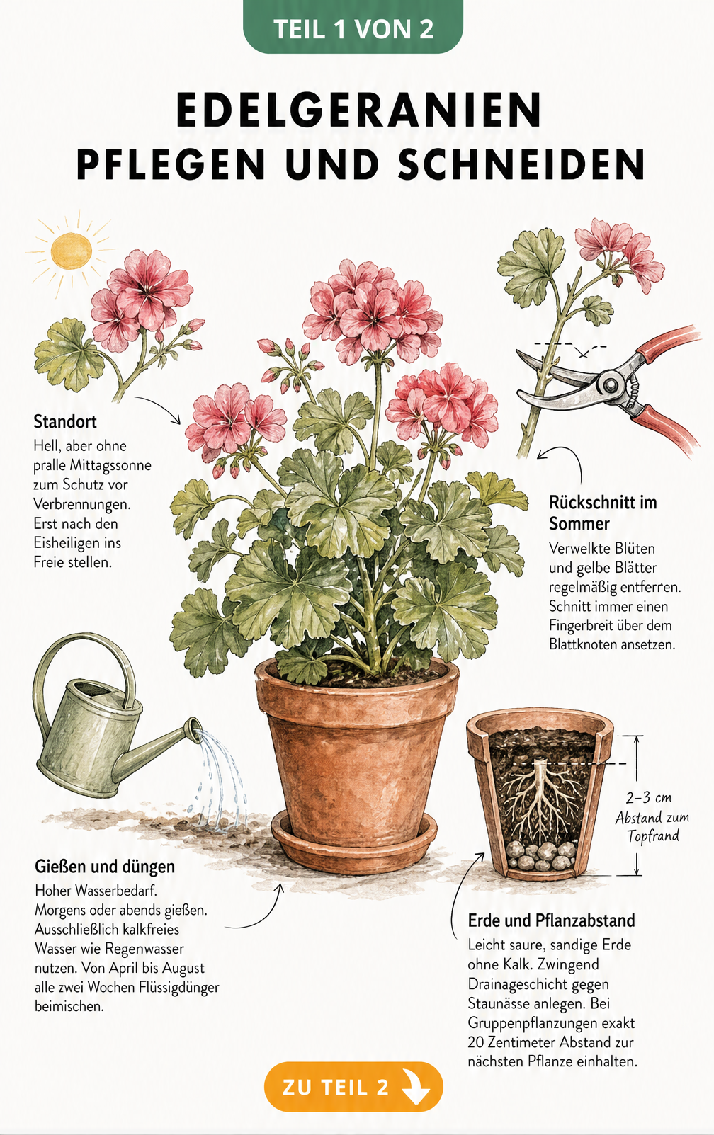 Botanische Illustration einer Edelgeranie im Terrakottatopf mit Hinweisen zu Standort, Gießen, Düngen und Rückschnitt