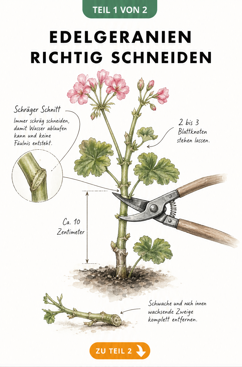 Illustration eines Edelgeranien-Triebes mit Gartenschere, die den schrägen Schnitt über den Blattknoten zeigt